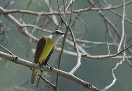 Great Kiskadee