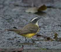 Social Flycatcher