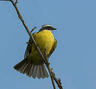 Social Flycatcher