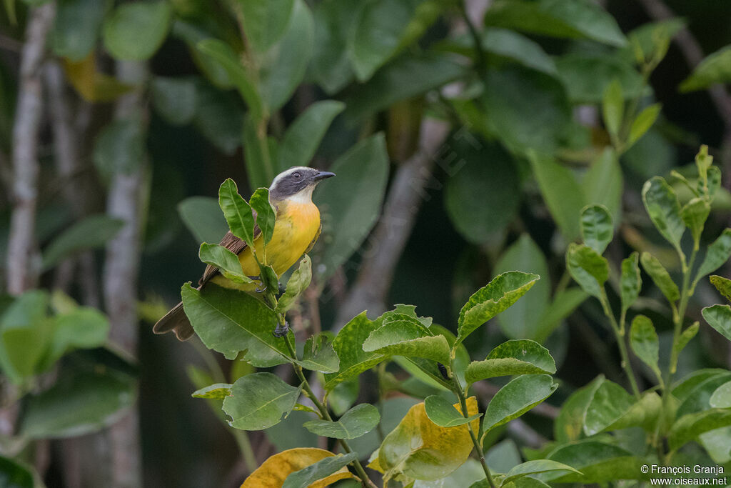 Social Flycatcher