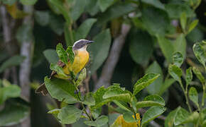 Social Flycatcher