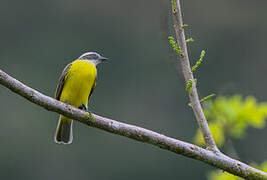 Social Flycatcher