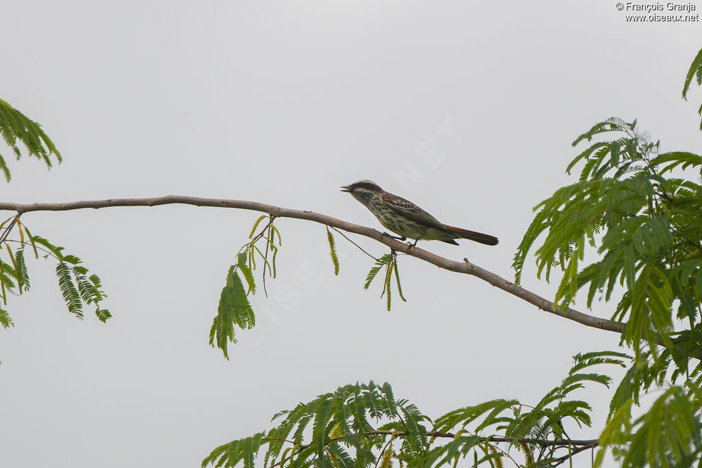 Variegated Flycatcher