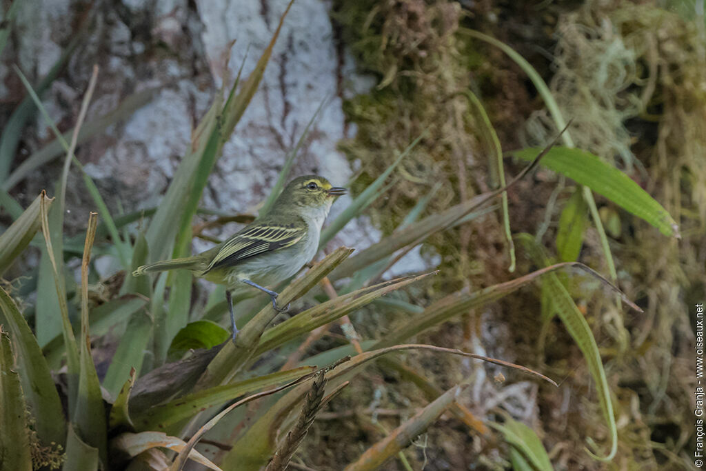 Tyranneau à face d'oradulte, identification