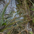 Tyranneau à face d'or