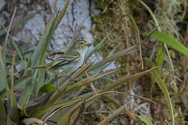 Golden-faced Tyrannulet