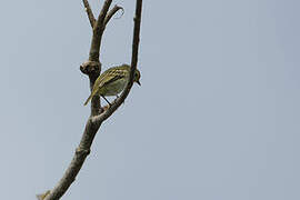 Golden-faced Tyrannulet