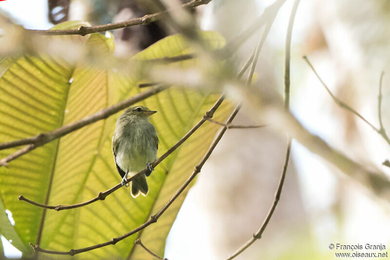 Golden-faced Tyrannulet