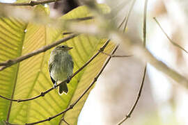 Golden-faced Tyrannulet