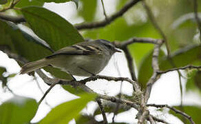 White-tailed Tyrannulet