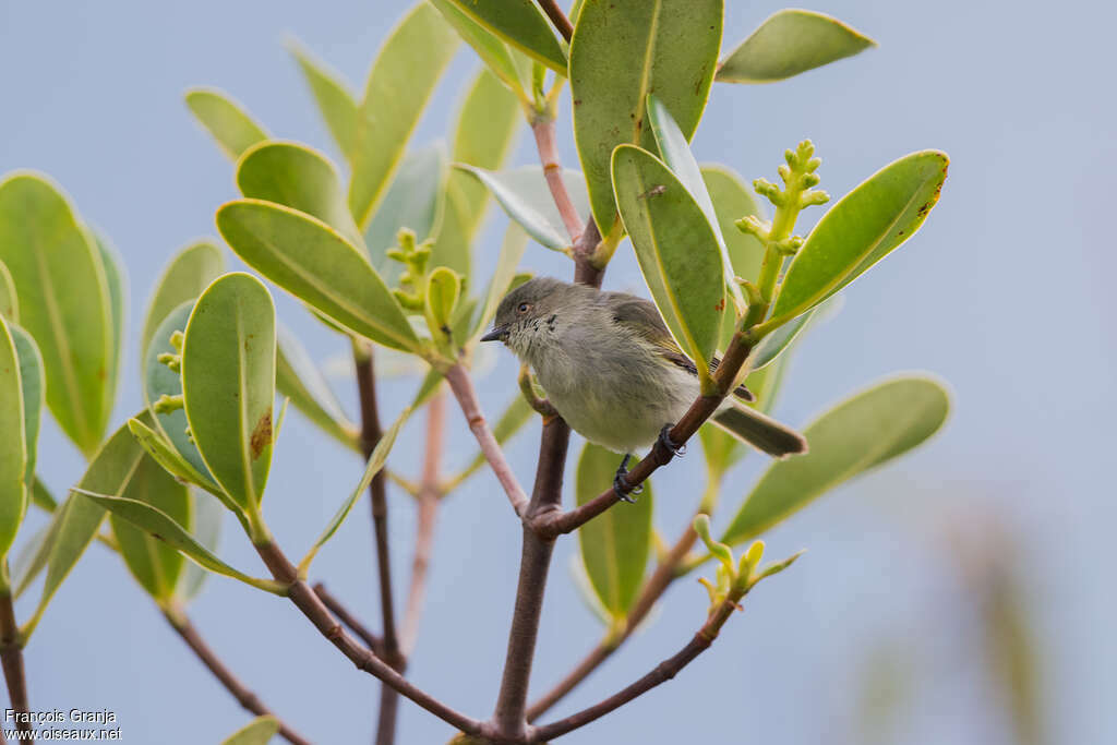 Tyranneau de Bolivieadulte, identification