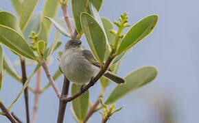 Bolivian Tyrannulet