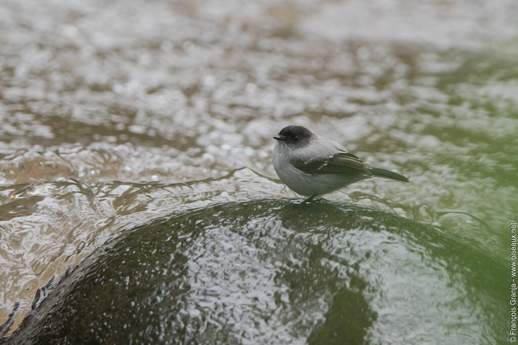 Torrent Tyrannulet