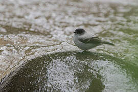 Torrent Tyrannulet