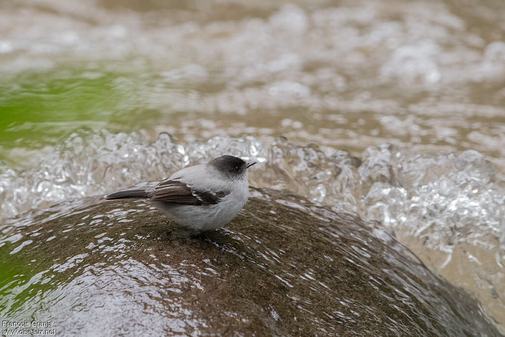 Torrent Tyrannuletadult, habitat