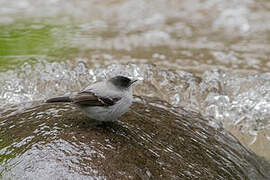 Torrent Tyrannulet