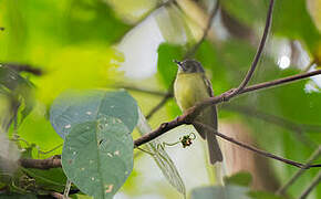 Marble-faced Bristle Tyrant