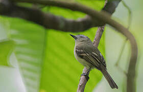 Marble-faced Bristle Tyrant