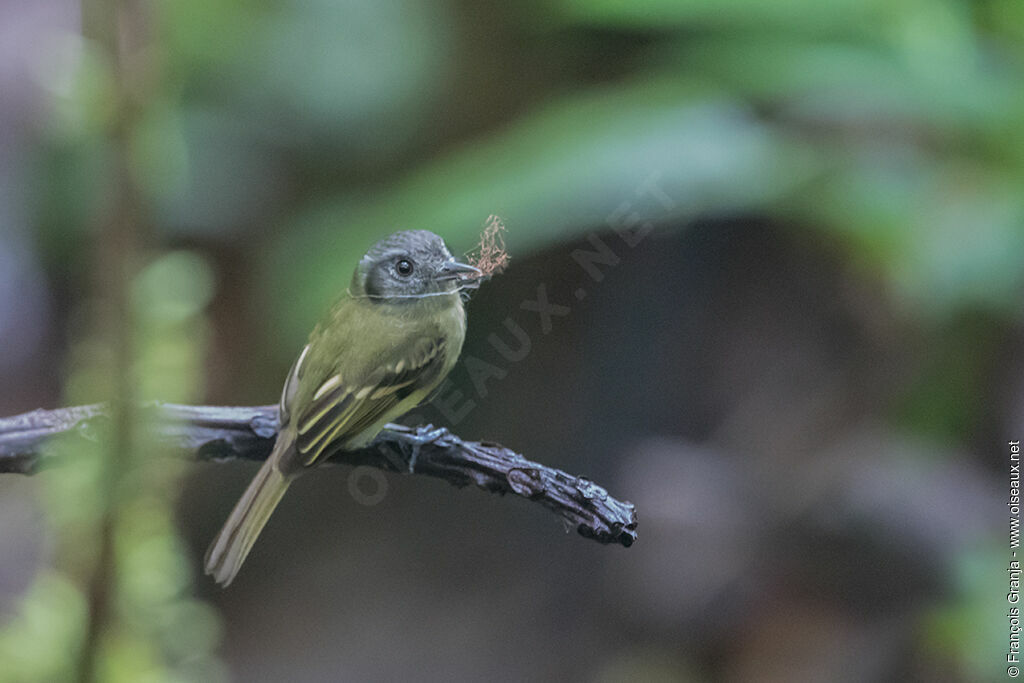 Marble-faced Bristle Tyrant