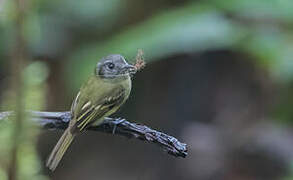 Marble-faced Bristle Tyrant