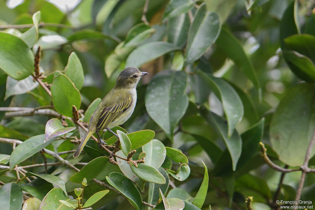 Mistletoe Tyrannulet