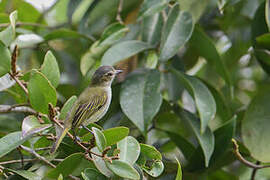 Mistletoe Tyrannulet