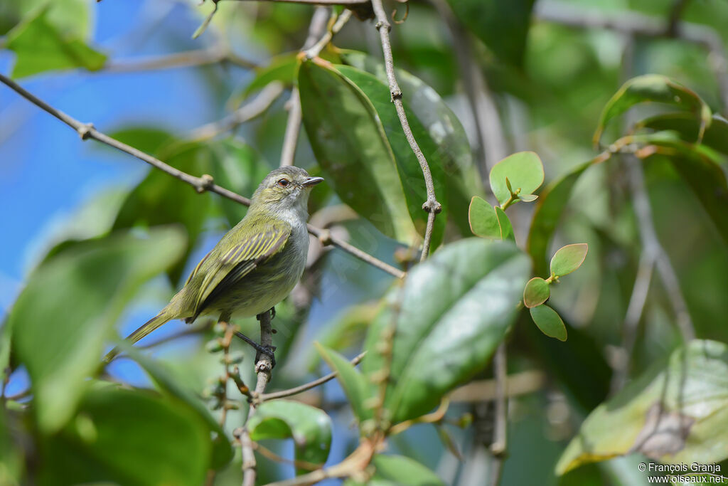 Mistletoe Tyrannulet