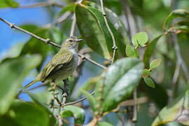 Mistletoe Tyrannulet