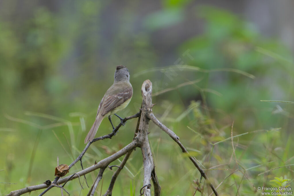 Southern Beardless Tyrannulet