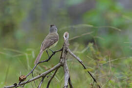 Southern Beardless Tyrannulet