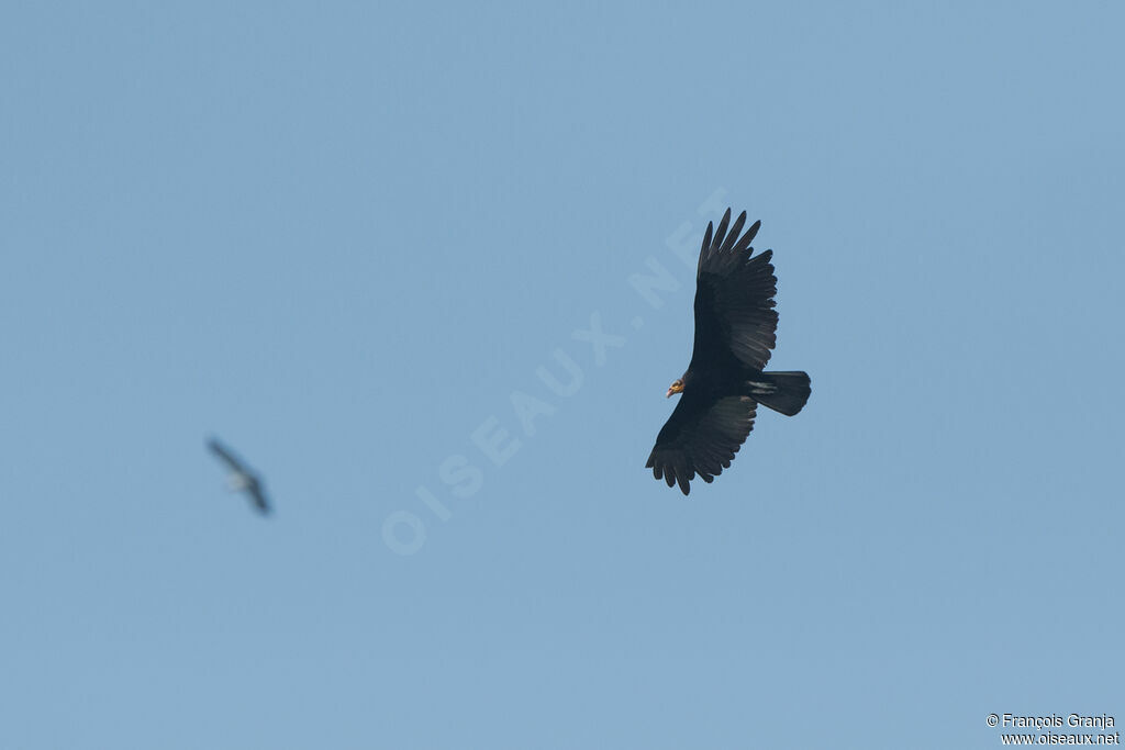 Lesser Yellow-headed Vulture