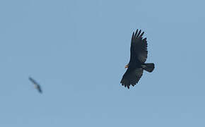 Lesser Yellow-headed Vulture