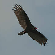 Turkey Vulture