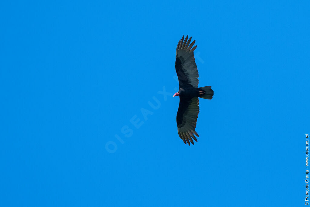 Turkey Vulture