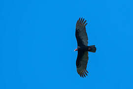 Turkey Vulture