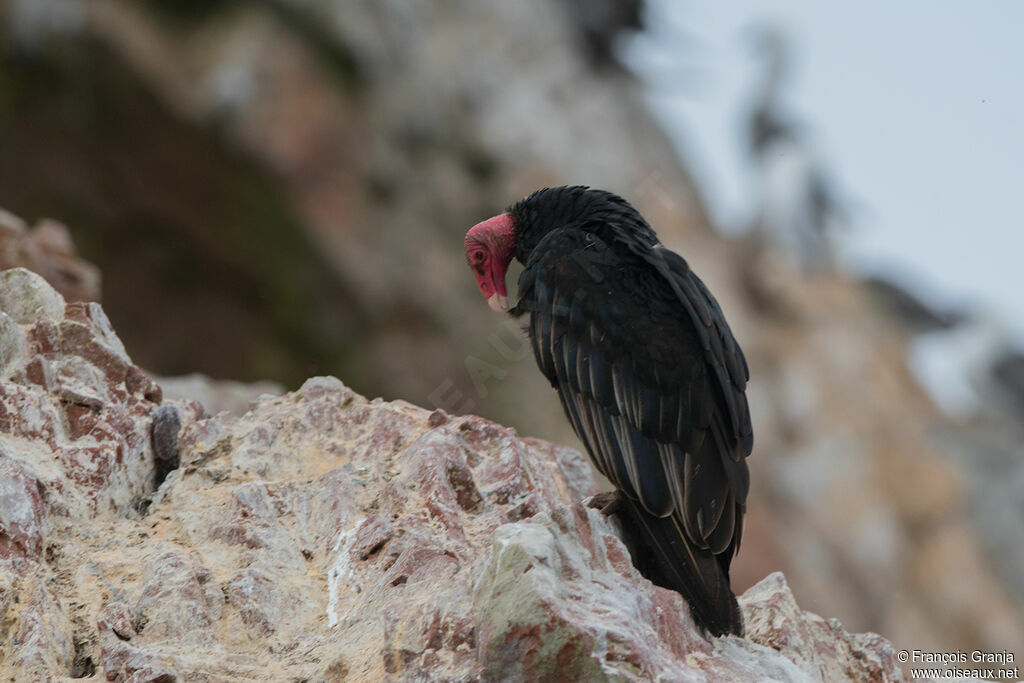 Urubu à tête rouge