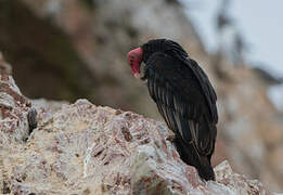 Turkey Vulture