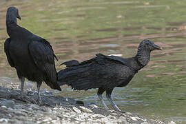 Black Vulture