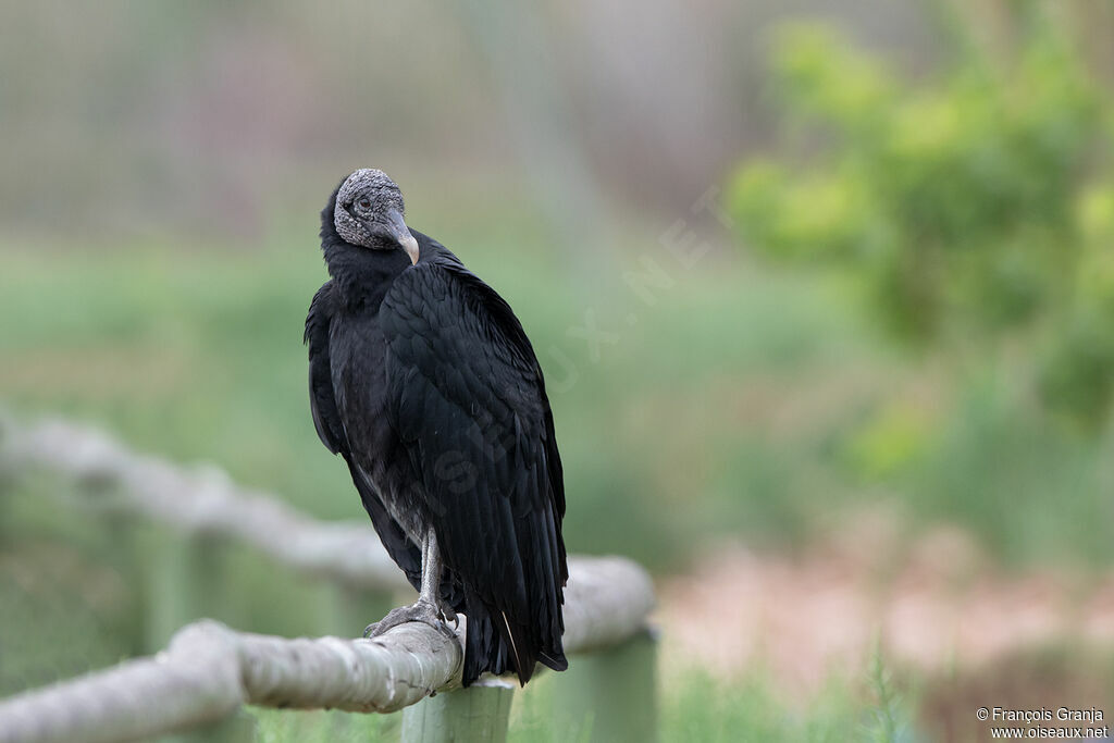 Black Vulture