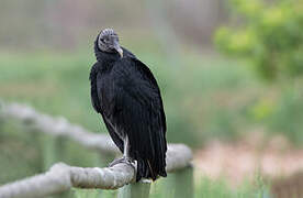 Black Vulture