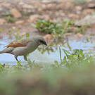 Vacher à ailes baies