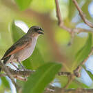 Vacher à ailes baies