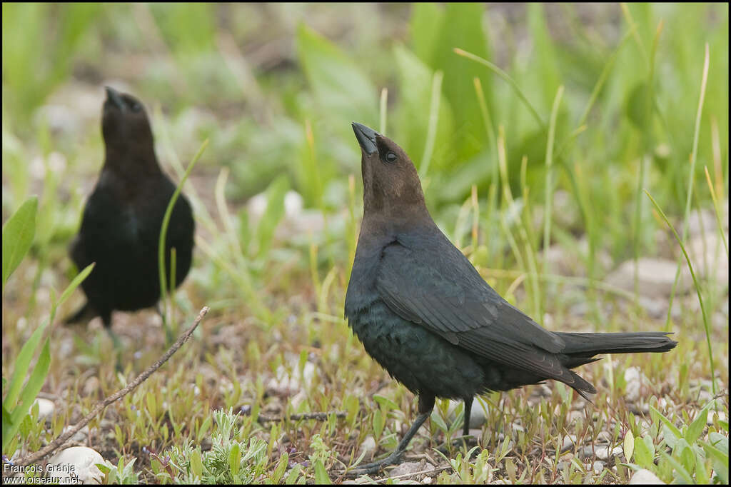 Brown-headed Cowbird male adult, Behaviour