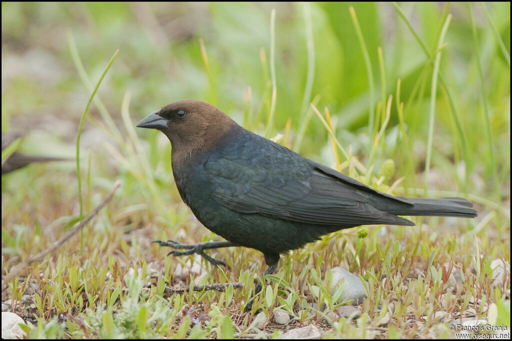 Brown-headed Cowbird male