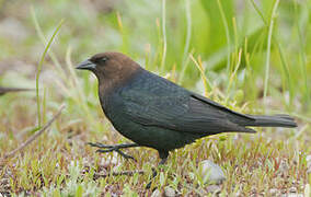 Brown-headed Cowbird