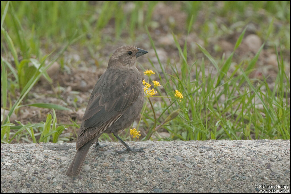 Brown-headed Cowbird female adult