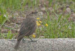 Brown-headed Cowbird