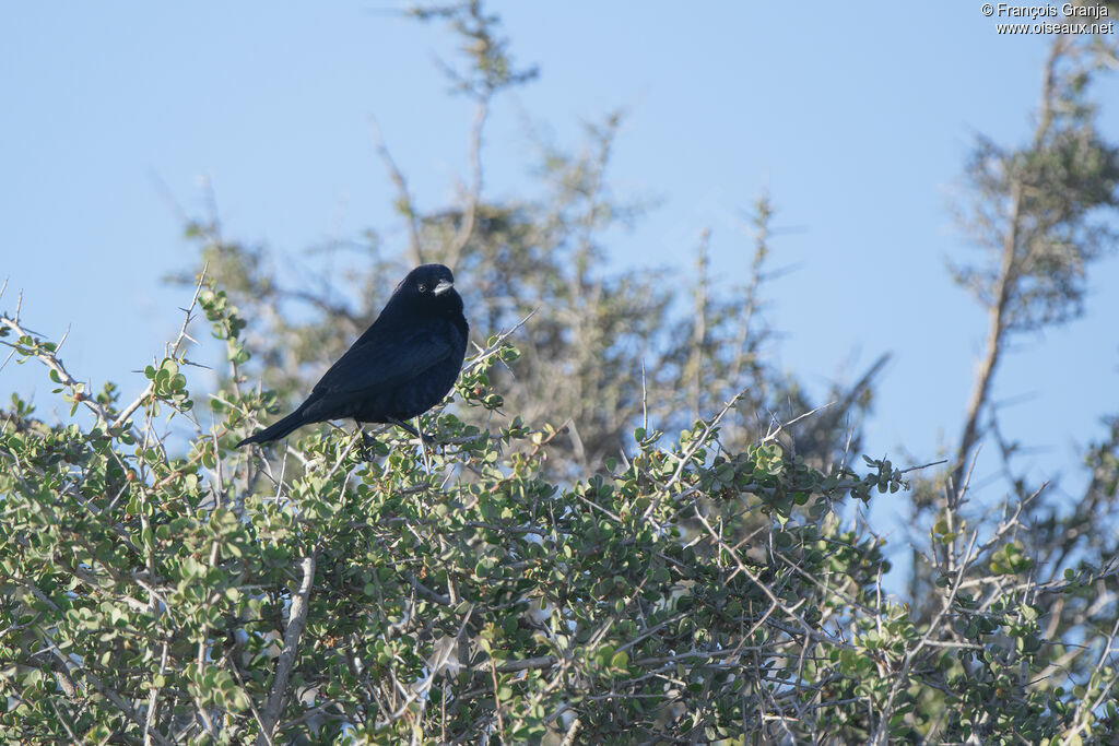 Screaming Cowbird