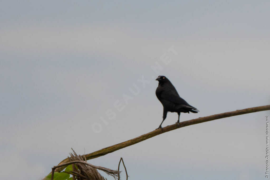 Giant Cowbird