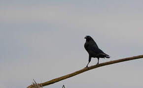 Giant Cowbird